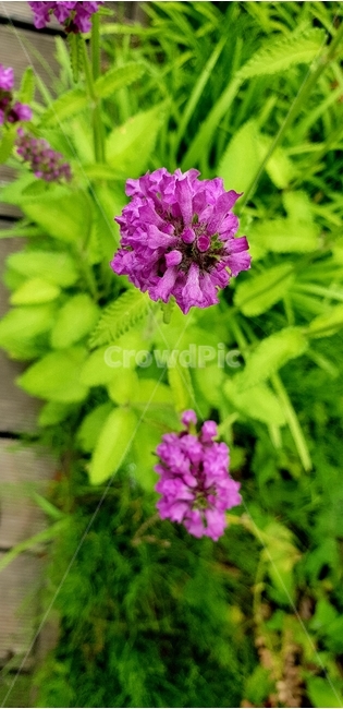 꽃,보라꽃,개화,봄꽃,식물,식물,자연,plants,nature,꽃,flower