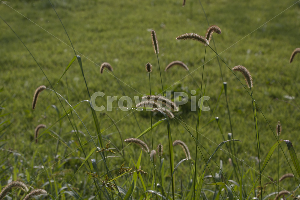 아침,이슬,초록,강아지풀,풀잎,청명,식물,자연풍경,식물,자연,plants,nature