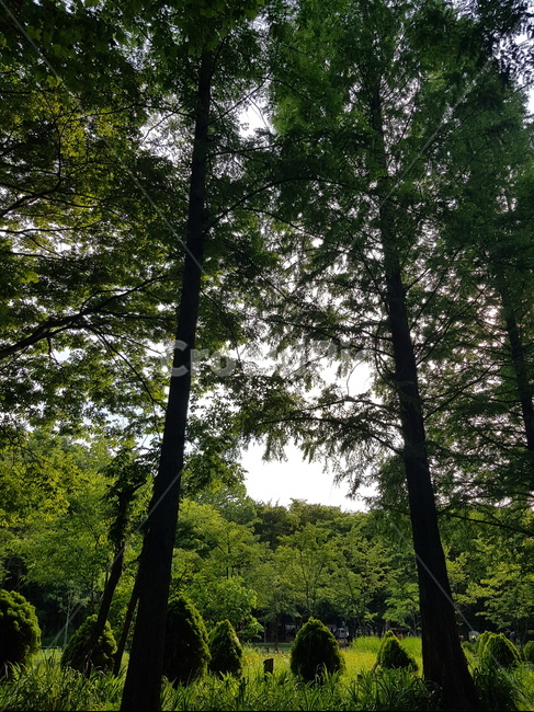숲,자연,나무,공원,인천대공원