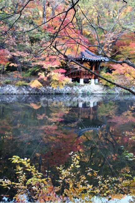 가을,단풍,나무,자연,식물,안개,저수지,감성,autumn,nature,season,emotion,풍경,자연풍경,산속,trees,정자,가을,계절,fall,autumn,season,자연,풍경,nature,landscape,water,물,outdoors,옥외,plant