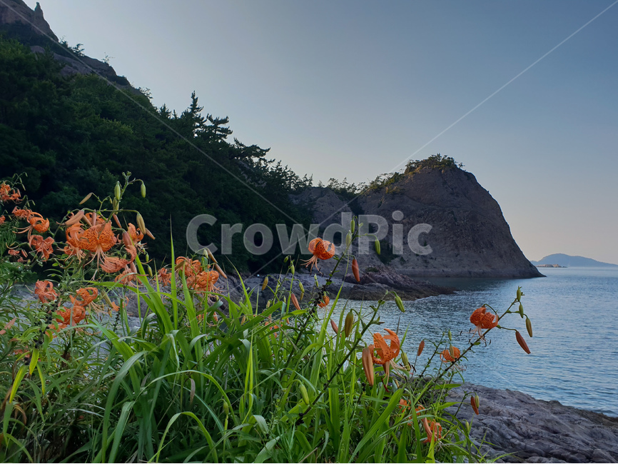 장자도,섬,나리꽃,주황,풍경,바위,자연,풍경,nature,landscape