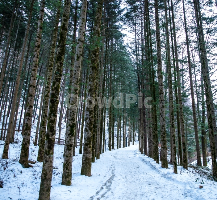 겨울산,겨울나무,전나무,숲,전나무숲,나무숲,눈,firtree,겨울,계절,winter,season,자연,풍경,nature,landscape,식물,plants,나무,trees,wood,tree,plant