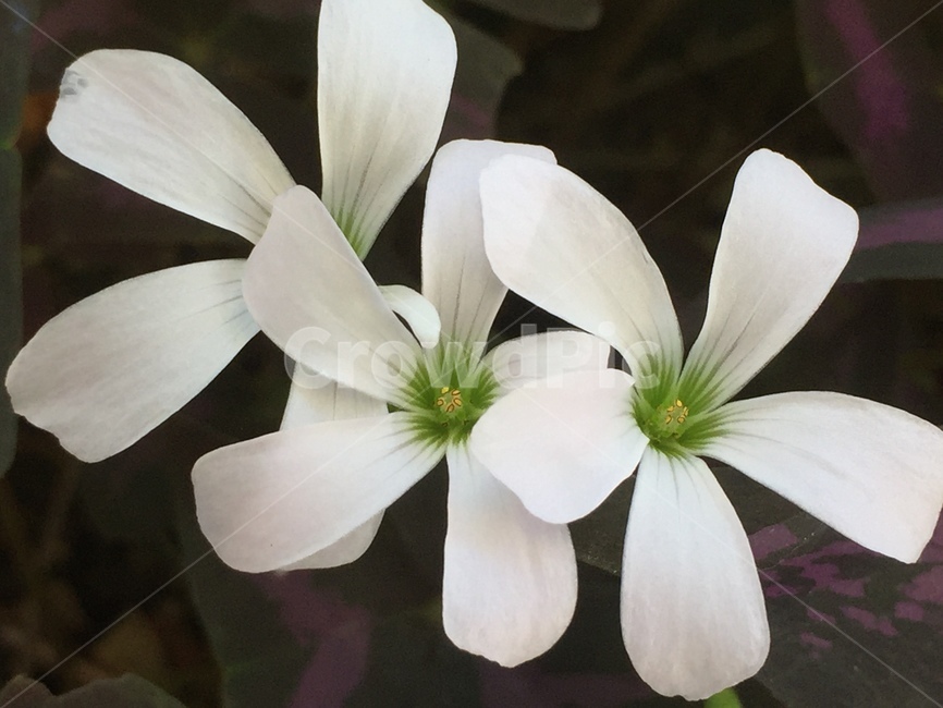 flower,꽃,blossom,plant,식물,petal,꽃잎,식물,자연,plants,nature,꽃,flower