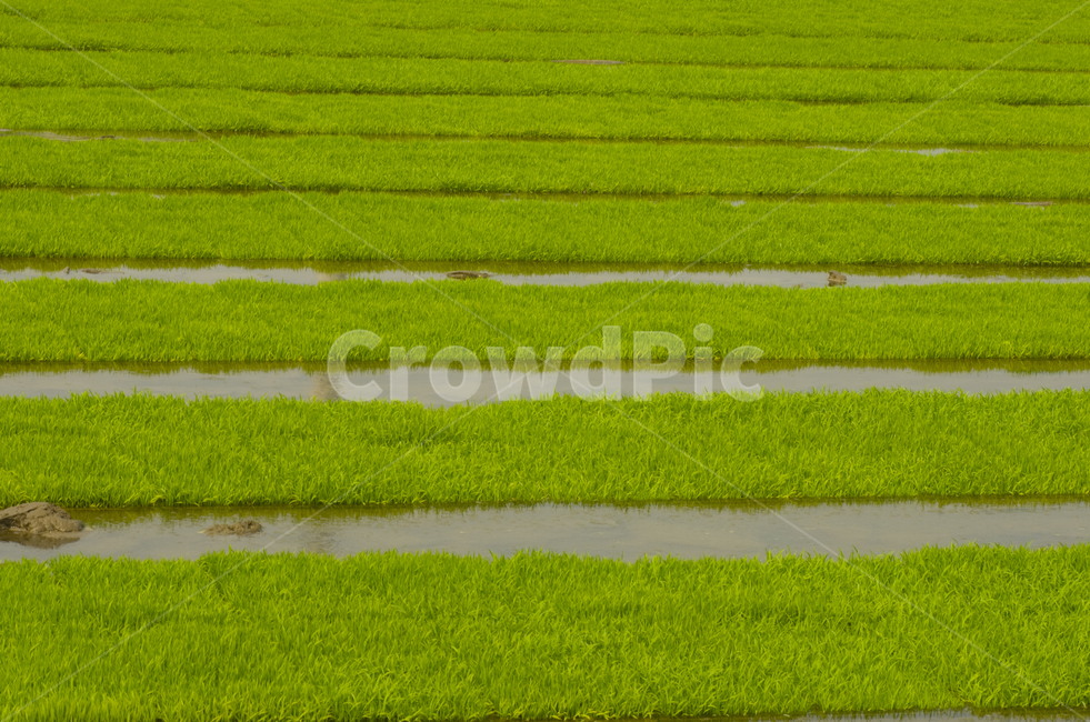 논,논들,벼,모내기한논,농촌,시골,봄,농사,농업,농사,agriculture,farming,farming industry