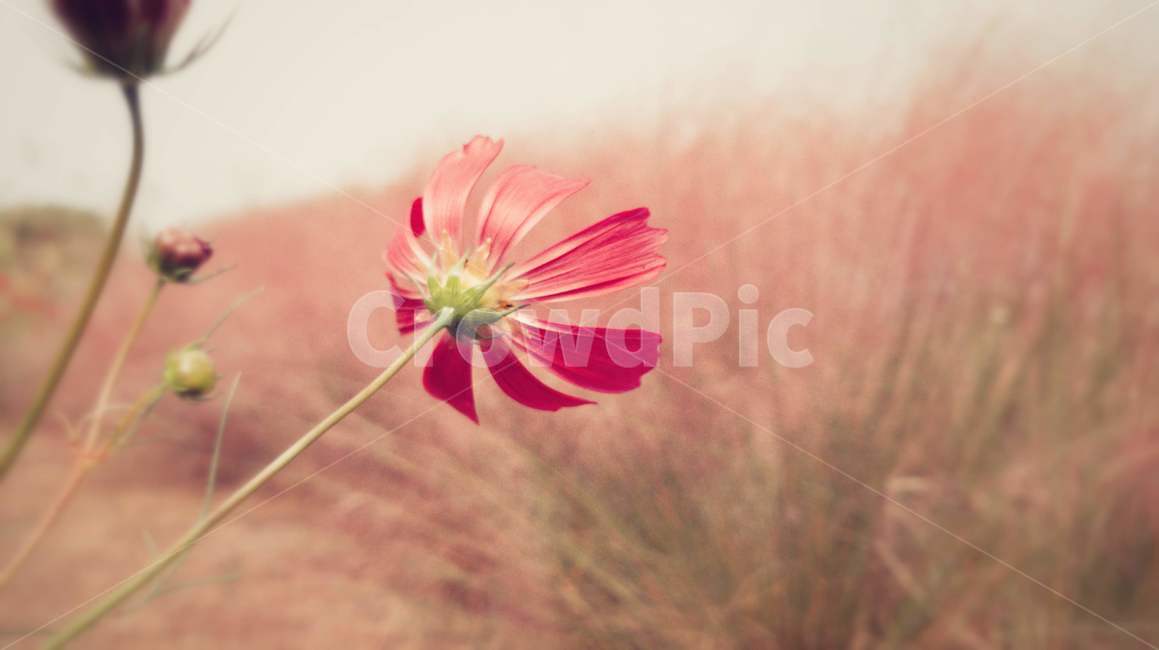 plant,꽃잎,flower,식물,blossom,꽃,petal,코스모스,가을