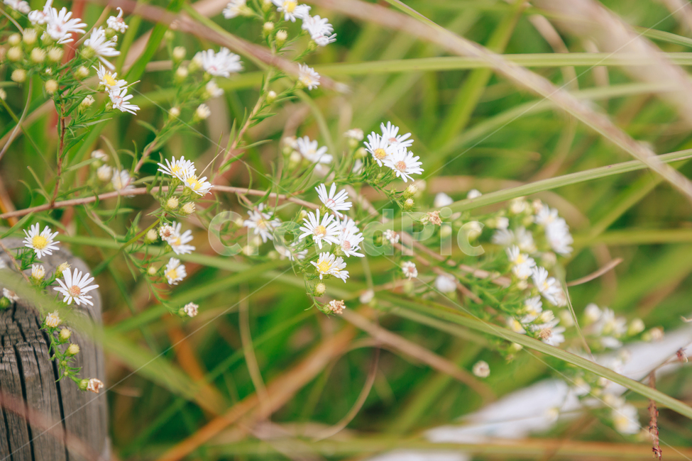 가을,식물,자연,초록,흰꽃,쑥부쟁이,식물,자연,plants,nature,꽃,flower