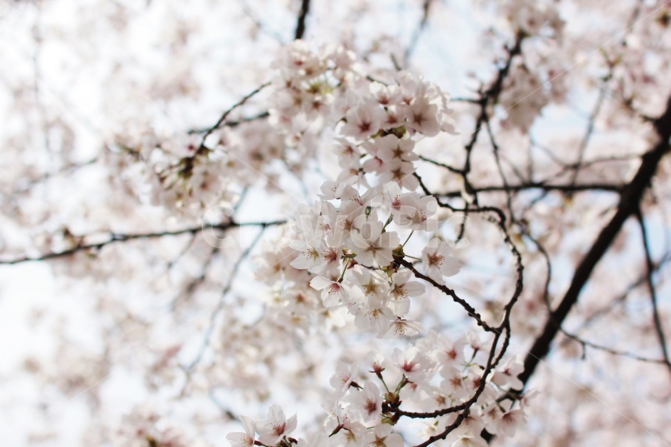 꽃,식물,꽃잎,만개,벚꽃,바탕화면,flower,sakura,봄,봄날,핑크색,안양천