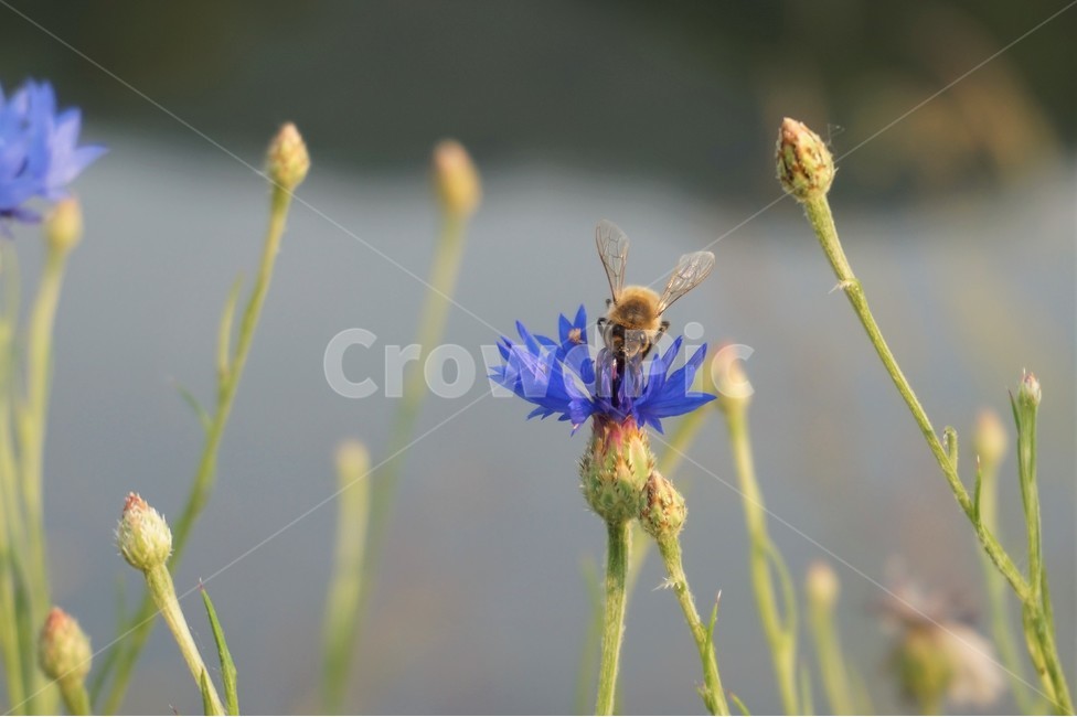 꽃,들꽃,동물,곤충,nature,bee,flower,flowers,insecting,amimal,식물,자연,plants,nature,꽃,flower,동물,animal,곤충,벌레,insect,bug