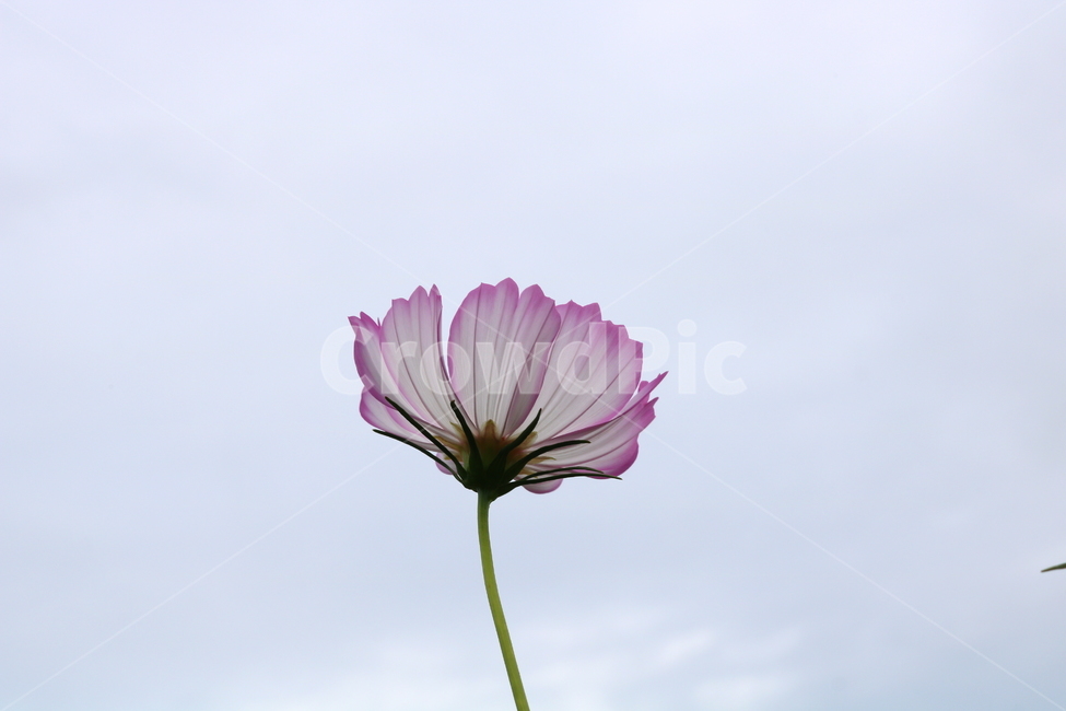 꽃,코스모스,코스모스꽃,식물,자연,풍경,가을,분홍꽃,국화과,식물,자연,plants,nature,꽃,flower