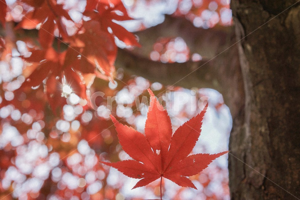 단풍,가을,낙엽,fall,autumn,단풍나무,가을,계절,fall,autumn,season,식물,자연,plants,nature,plant,leaf,잎,tree,나무