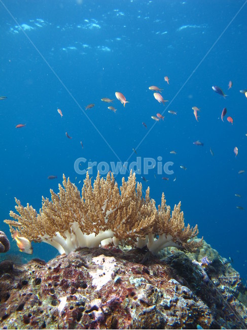 ocean,대양,sea,바다,water,물,nature,자연,outdoors,sealife,해양생물,reef,암초,coralreef,산호초