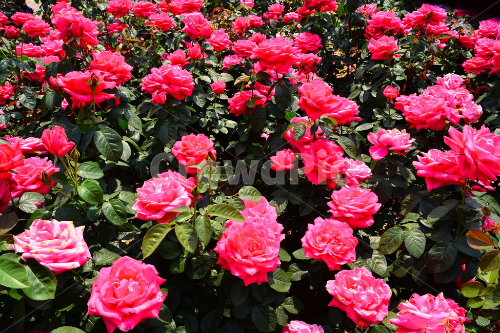 장미,장미꽃,로즈,꽃,아름다움,예쁜,플라워,데코레이션,꽃송이,꽃잎,feeling,rose,flowers,5월,계절의여왕,가시,가든,정원,앞뜰,장미원,장미축제,BEAUTIFUL,plant,garden,핑크색장미,분홍장미,pink,꽃밭,수많은,식물,자연,plants,nature,꽃,flower
