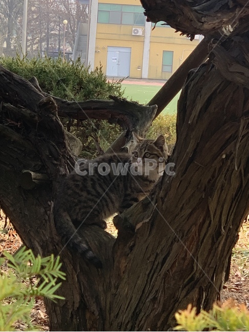 고양이,나무,산책길,소나무,유기묘,동물,animal,포유류,mammal,고양이,cat,kitten,kitty
