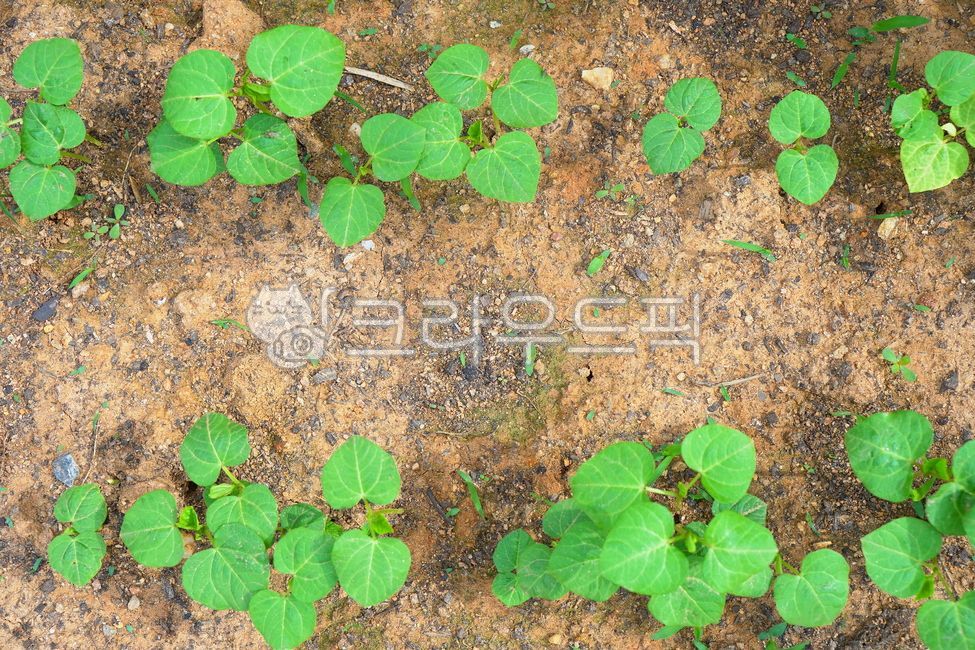 팥, redbean, redbeanplant, 팥식물, leaf, 사진,이미지,일러스트,캘리그라피 - morning12작가