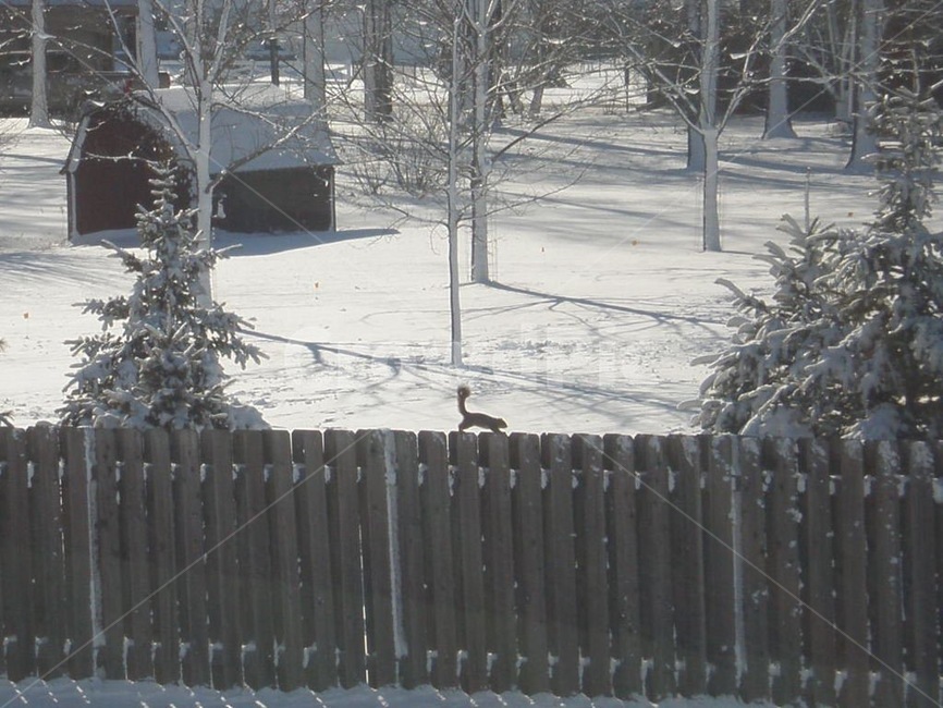 USA,squirrel,Indiana,snow,winter