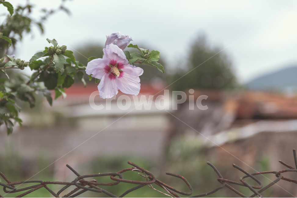 무궁화,담장,철조망,꽃,풍경,식물,자연,plants,nature,꽃,flower