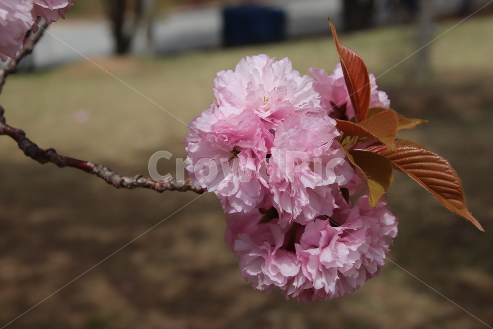 왕벚꽃,겹벚꽃,벚꽃,꽃,자연,봄,계절,spring,season,식물,자연,plants,nature,꽃,flower,plant,blossom