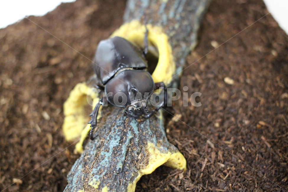 beetle,장수풍뎅이,곤충,벌레,애완곤충,동물,animal,곤충,벌레,insect,bug