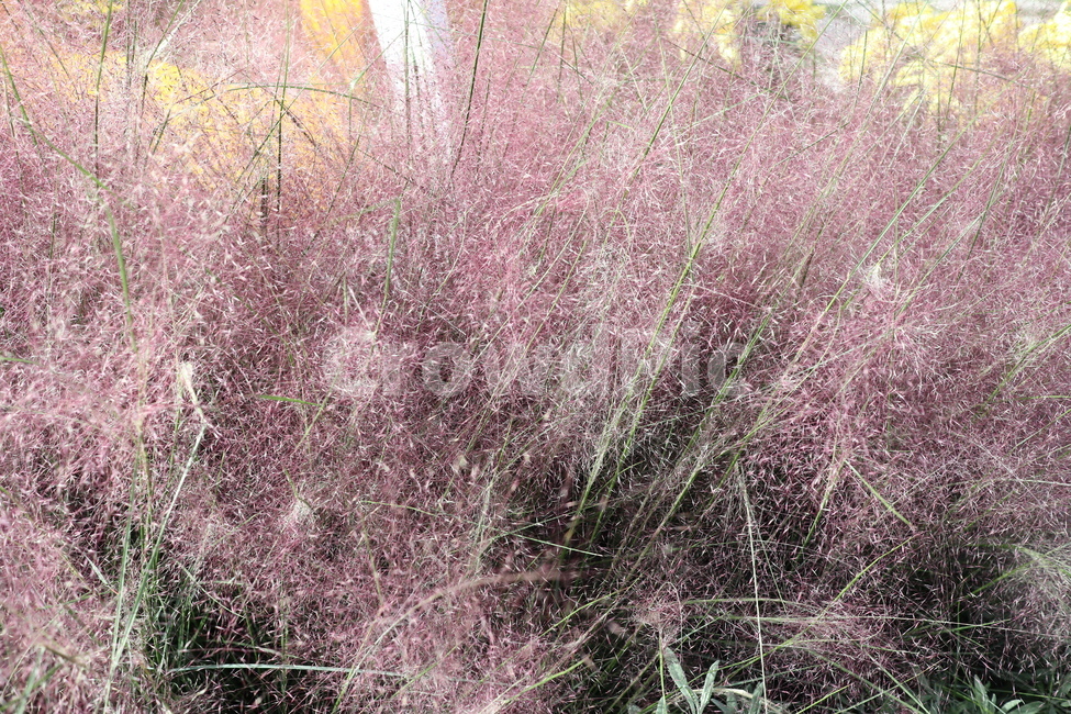 자연,식물,보라색,핑크뮬리,핑크,식물,자연,plants,nature