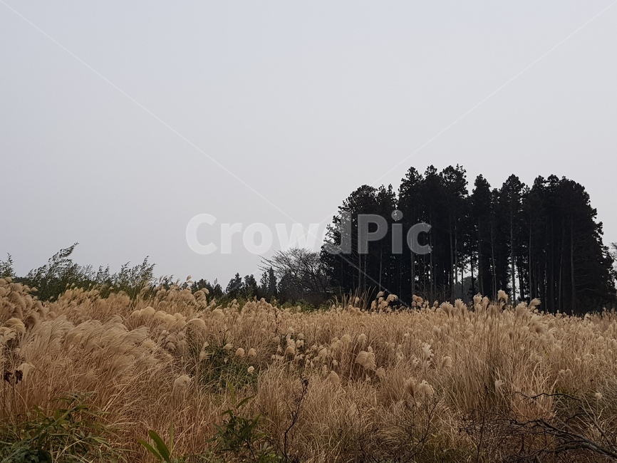 갈대나무,갈대숲,갈대,어두운하늘,하늘,가을,계절,fall,autumn,season,자연,풍경,nature,landscape,grassland,목초지,outdoors,옥외,field,들,savanna,대초원,plant,식물