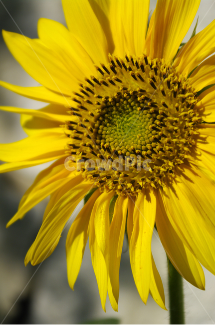해바라기,꾳,식물,flower,plant,식물,자연,plants,nature,꽃,flower