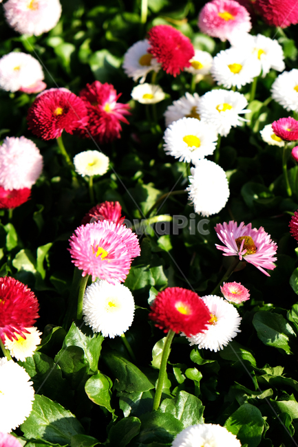 봄꽃,꽃배경,beautiful,bloom,colorful,flowerbackground,garden,natural,red,season,spring,white,식물,자연,plants,nature,꽃,flower