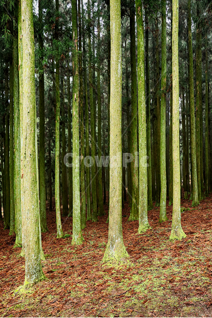 삼나무,숲길,삼나무숲길,tree,나무,plant,식물,숲,자연