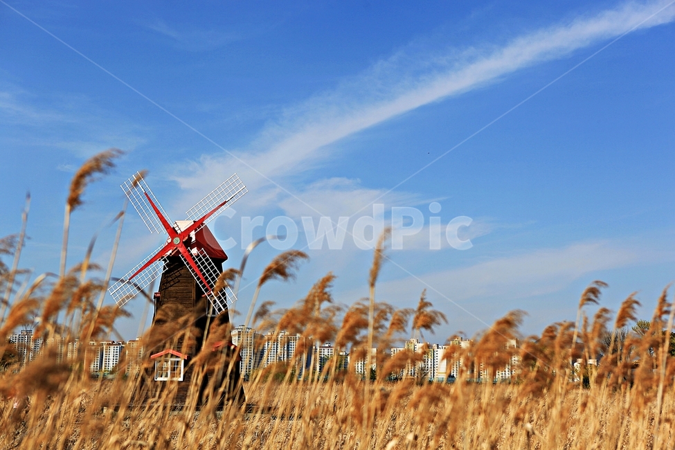 풍차,갈대,식물,자연,생태공원,풍경,배경,가을,계절,fall,autumn,season,자연,풍경,nature,landscape,grass,잔디,plant