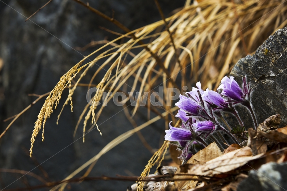 동강할미꽃,동강,할미꽃,풍경,절벽에피어나는꽃,식물,자연,plants,nature,꽃,flower