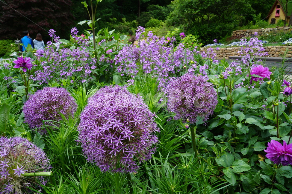꽃,식물,blossom,flower,풍경,plant