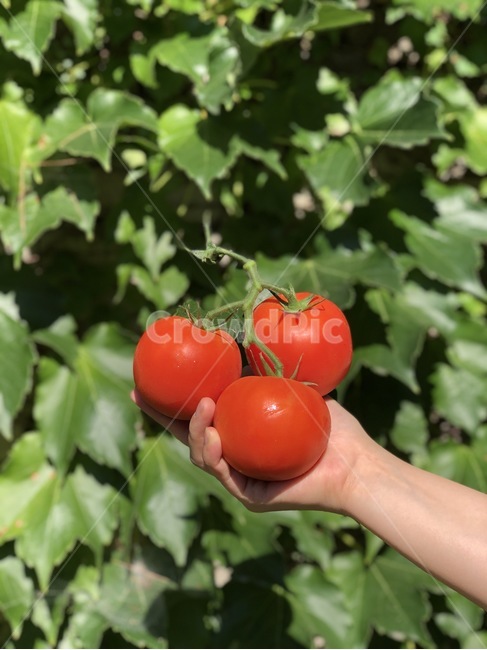 토마토,채소,과일,여름,숲,풀숲,싱그러운,신선한,신선,음식,식재료,요리,food,cook,meal,dishes,food reserves,과일,열매,fruit