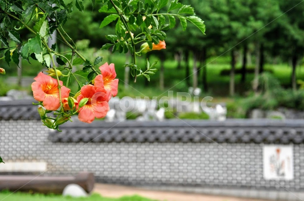 능소화,한옥,담,여름,한가한,한적한,꽃,flower