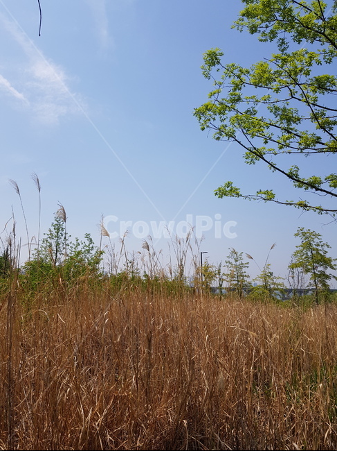 한강,공원,하늘,나무,갈대,sky,tree,hanriver,reed