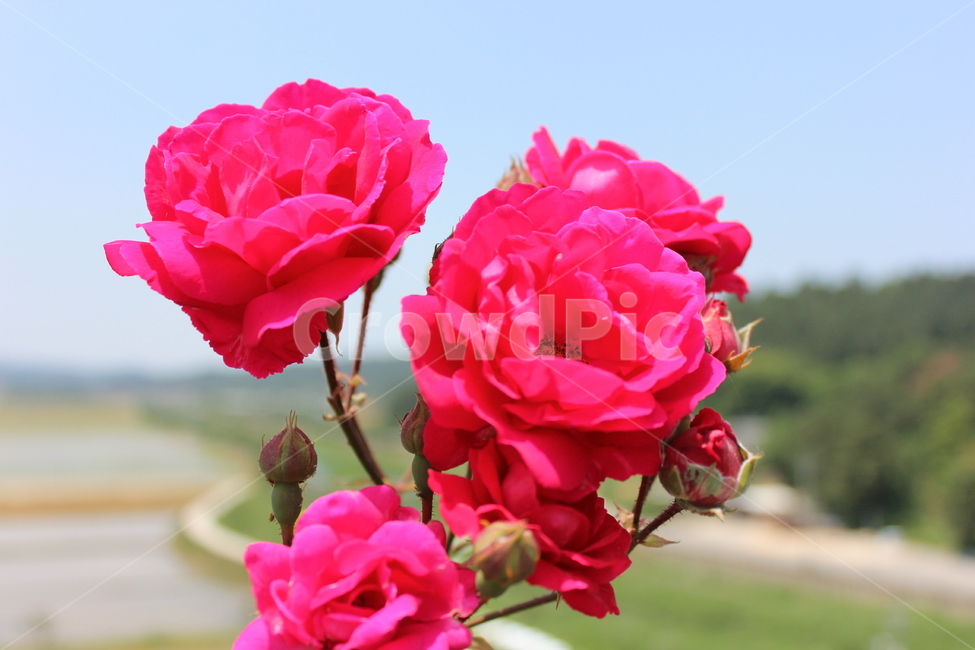 꽃,flower,식물,plant,rose,장미,식물,자연,plants,nature,꽃,flower