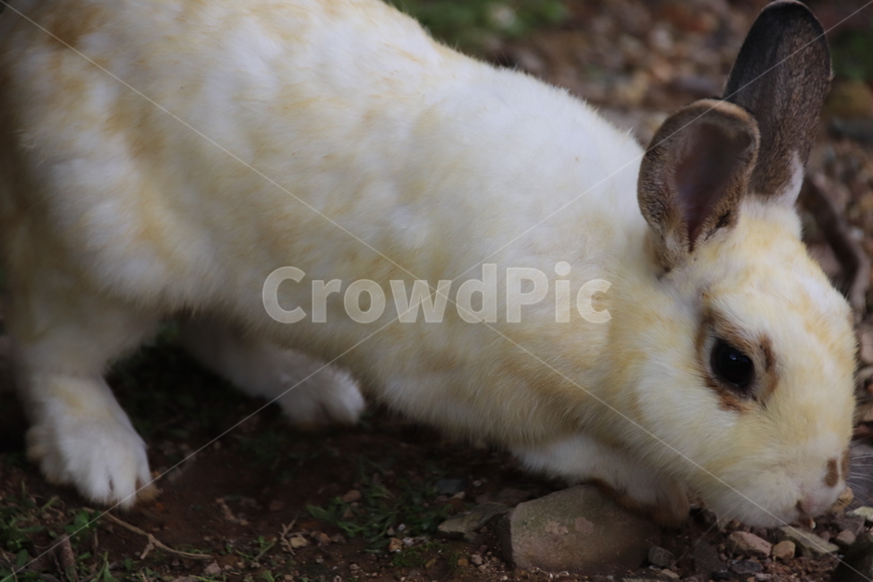토끼,동물,자연,귀여움,순한,동물,animal,포유류,mammal