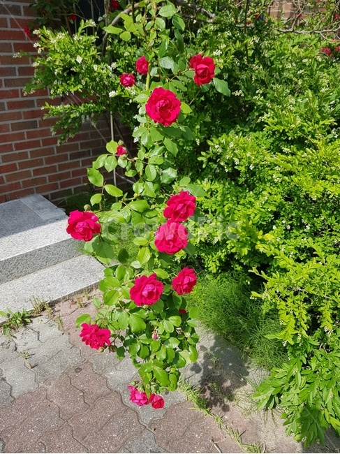빨간장미,장미,화단속장미,여름꽃,여름장미,열렬한사랑,식물,자연,plants,nature,꽃,flower
