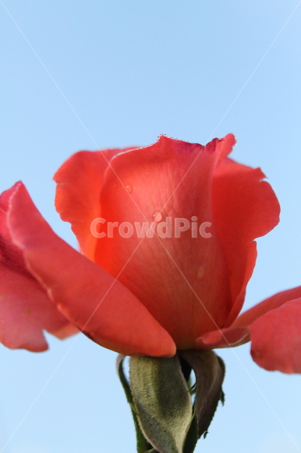 장미,꽃,식물,정원수,rose,식물,자연,plants,nature,꽃,flower