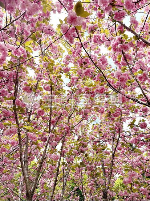 spring,Double cherry blossoms,pink,Cherry Blossom,cherryblossom,flower