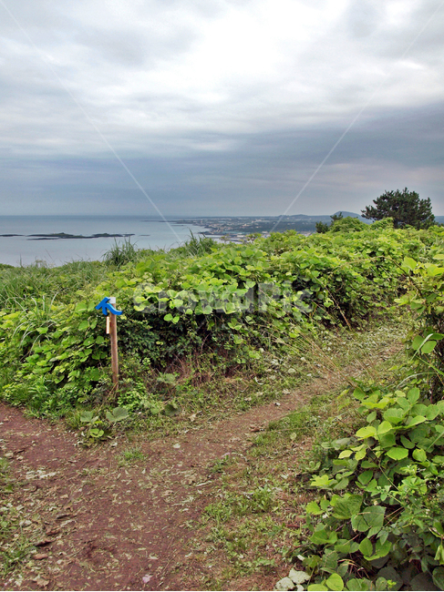 농로,서우봉해변,제주,올레19코스,올레길,서우봉,화살표,자연,풍경,nature,landscape,gravel,자갈,road,도로,dirt road,흙길