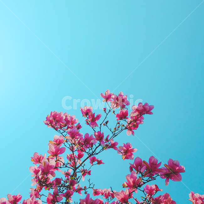 꽃,벚꽃,풍경,감성,색감,하늘,필름,봄,계절,spring,season,plant,식물
