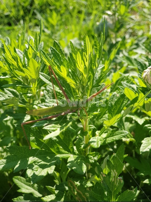 메뚜기,여름,가을,곤충,grasshopper,잎,허벌,식물,들판,bush,화분,파종기,herbal,bug,leaf,식물,자연,plants,nature,곤충,벌레,insect,bug