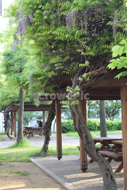 등나무,꽃,벤치,봄,감성,자연,풍경,nature,landscape,outdoors,옥외,porch,현관,patio,안마당,arbour,정자,garden,정원