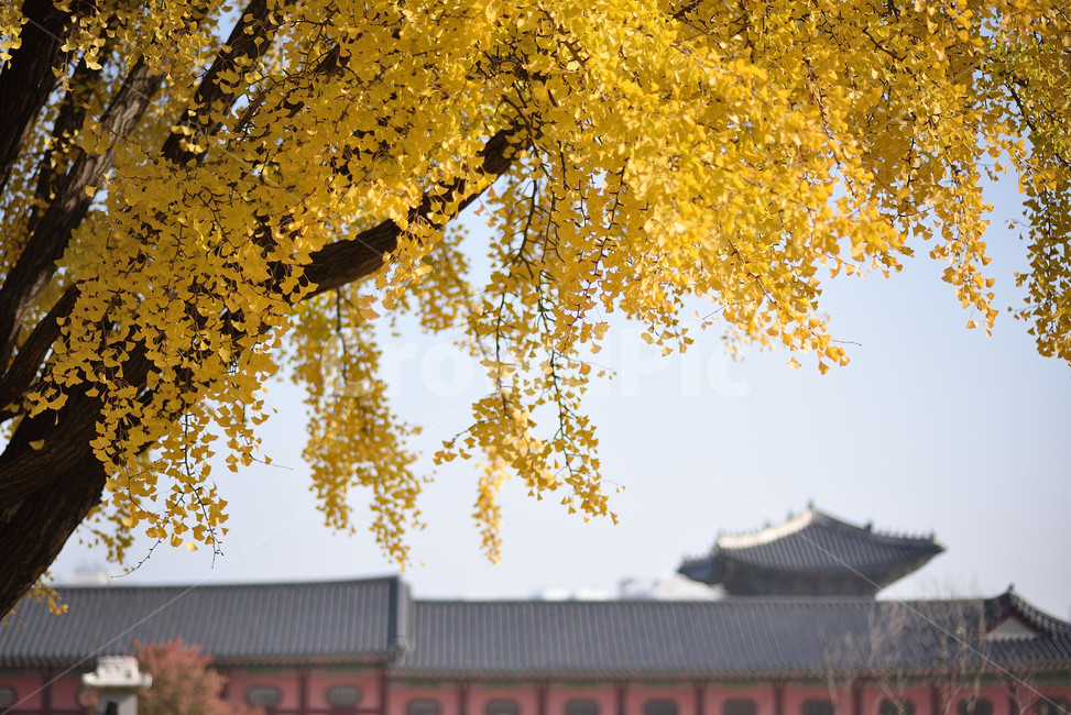 은행나무,나무,단풍,식물,tree,가을,계절,fall,autumn,season