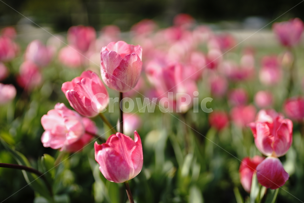 튤립,tulip,빨간튤립,봄,spring,봄,계절,spring,season,식물,자연,plants,nature,꽃,flower,plant