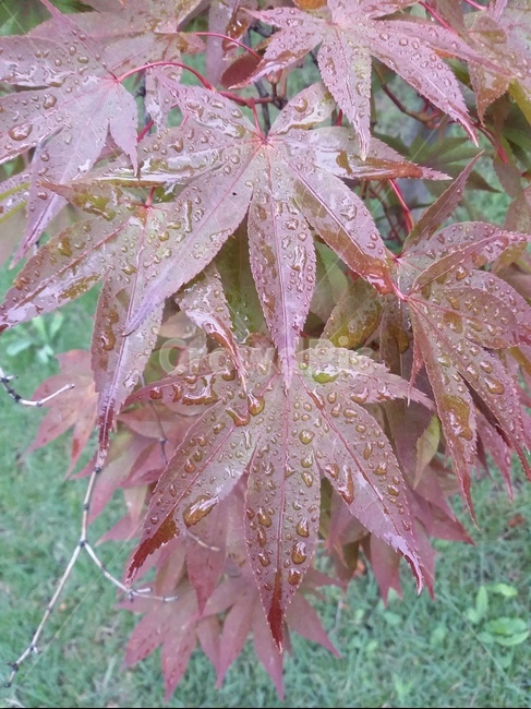 plant,식물,leaf,잎,tree,나무,단풍,식물,자연,plants,nature