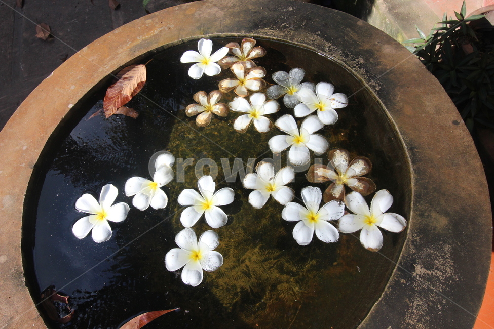 꽃,꽃잎,자연,여행,항아리,꽃,flower