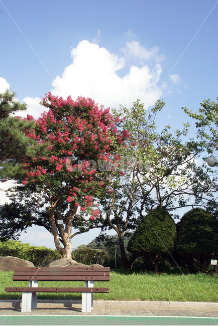 벤치,나무,하늘,공원,구름,sky,blue,꽃,flower
