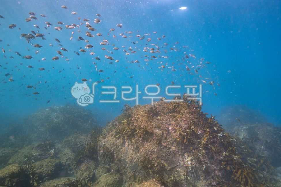sealife,Jeju,coralreef,jeju island,sea,diving,scuba diving,Jeju sea,marine life,reef,nature,scuba,Sea bream,underwater shooting,water,ocean,outdoors,animal,underwater,coral reef