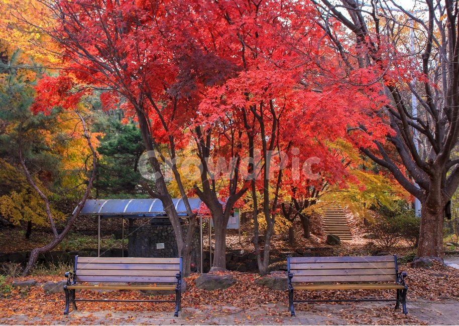 가을,감성,울긋불긋,단풍,낙엽,풍경,나무,단풍잎,자연,가을,계절,fall,autumn,season,자연,풍경,nature,landscape,tree,plant,식물,maple,bench,벤치,furniture,가구