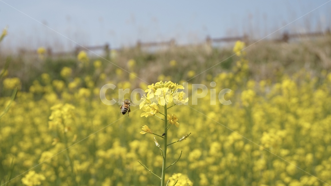 유채꽃,꽃,꿀벌,벌,노란꽃,꽃밭,식물,자연,plants,nature,꽃,flower,동물,animal,곤충,벌레,insect,bug
